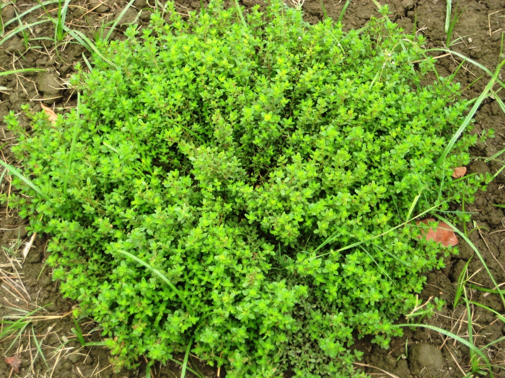Thymus vulgaris (cultivated) eFlora of India